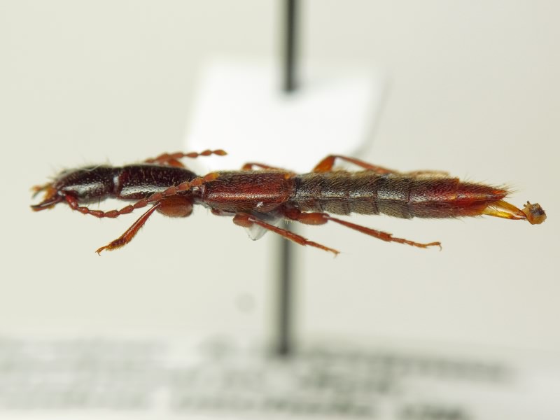 Scymbalium anale (Nordmann, 1837)